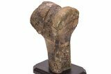 Hadrosaur (Edmontosaurus) Femur End (Distal) - Montana #206430-5